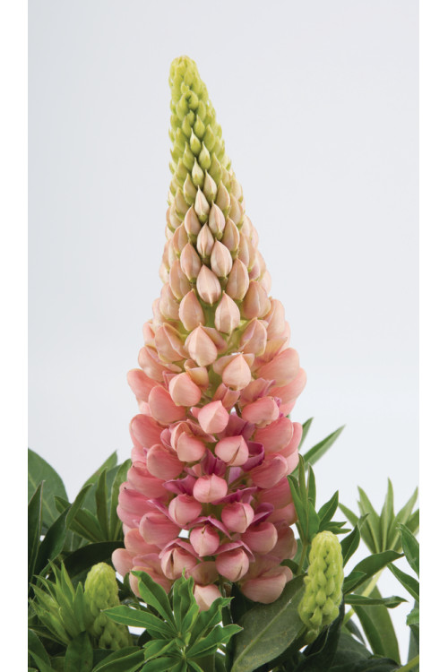 Łubin niski 'Gallery Rose' Lupinus nanus russell