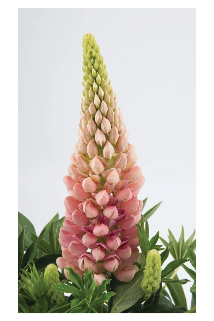 Łubin niski 'Gallery Rose' Lupinus nanus russell