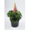 Łubin niski 'Gallery Rose' Lupinus nanus russell