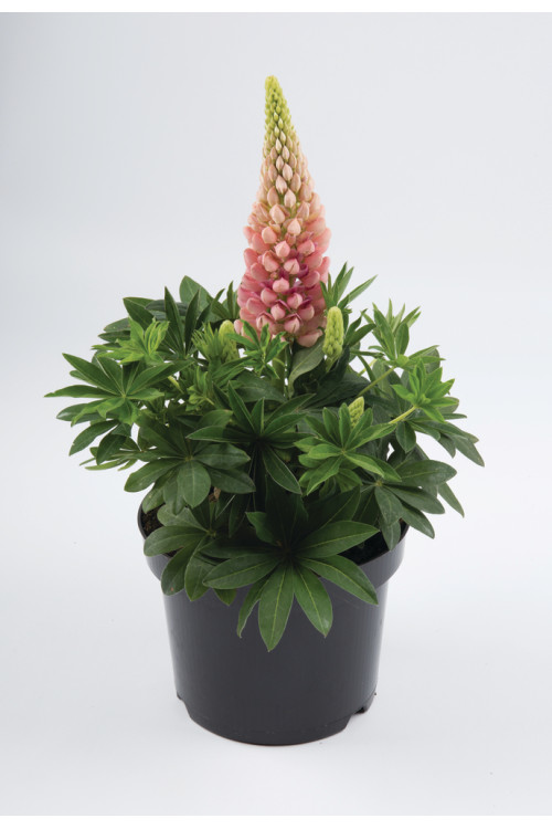 Łubin niski 'Gallery Rose' Lupinus nanus russell