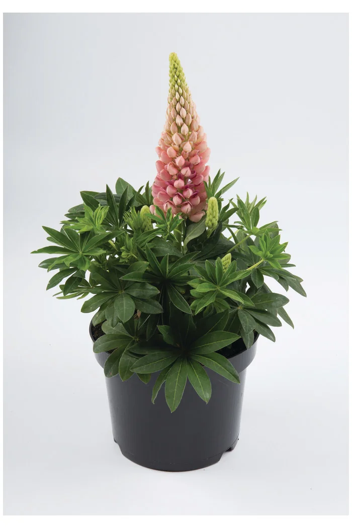 Łubin niski 'Gallery Rose' Lupinus nanus russell