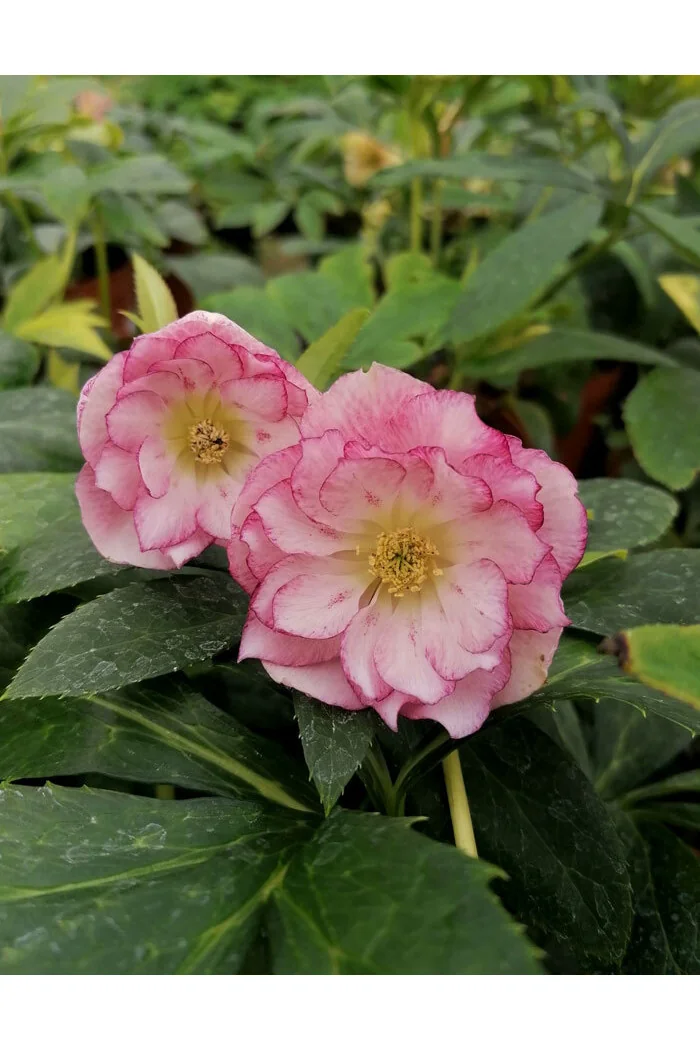 Ciemiernik orientalny 'Double Ellen Picotee' | Helleborus orientalis