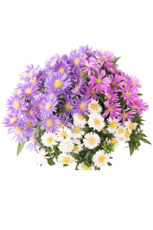 Aster 'Alpha MixMasters Universe' | Aster dumosus