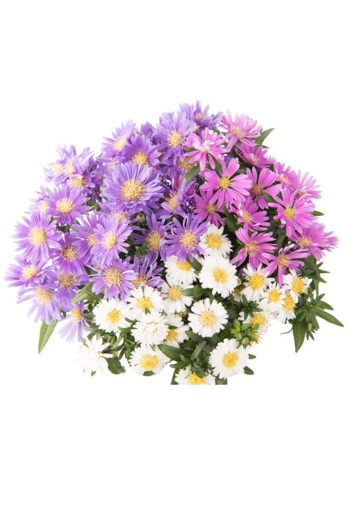 Aster 'Alpha MixMasters Universe' | Aster dumosus