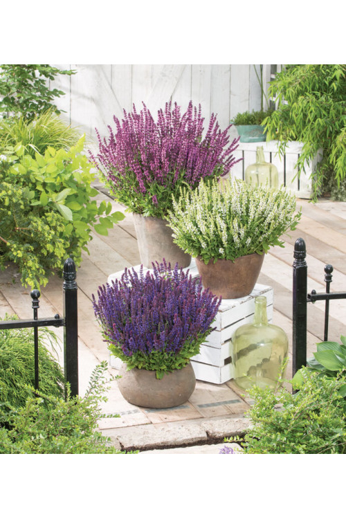 Szałwia omszona 'Synchro White' Salvia nemorosa