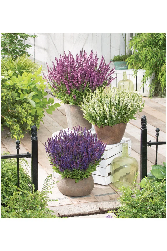 Szałwia omszona 'Synchro White' Salvia nemorosa