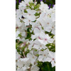 Floks wiechowaty 'Famous White' Phlox panniculata