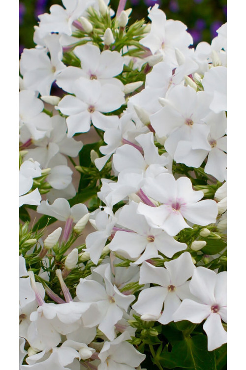 Floks wiechowaty 'Famous White' Phlox panniculata