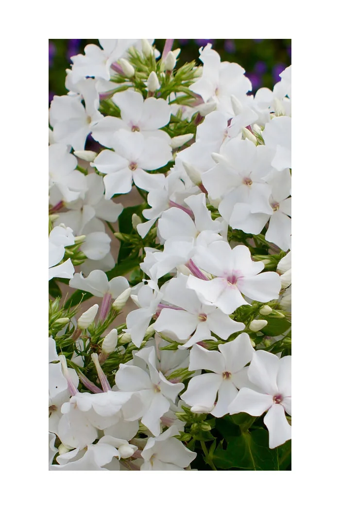Floks wiechowaty 'Famous White' Phlox panniculata