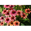 Jeżówka 'Pink Pearl' Echinacea