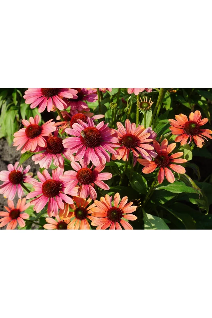 Jeżówka 'Pink Pearl' Echinacea