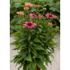 Jeżówka 'Pink Pearl' Echinacea