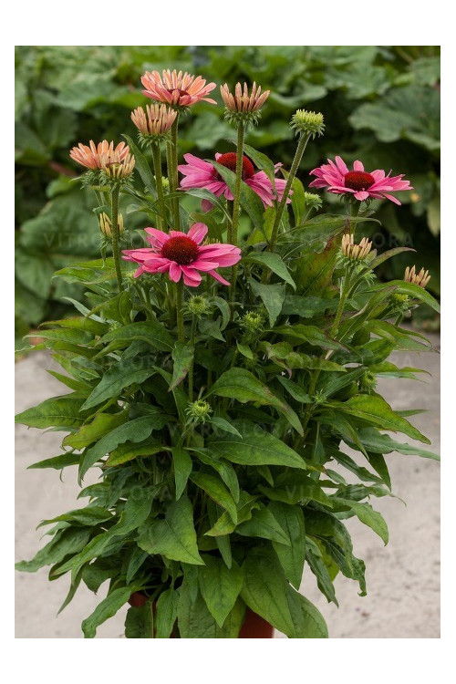Jeżówka 'Pink Pearl' Echinacea