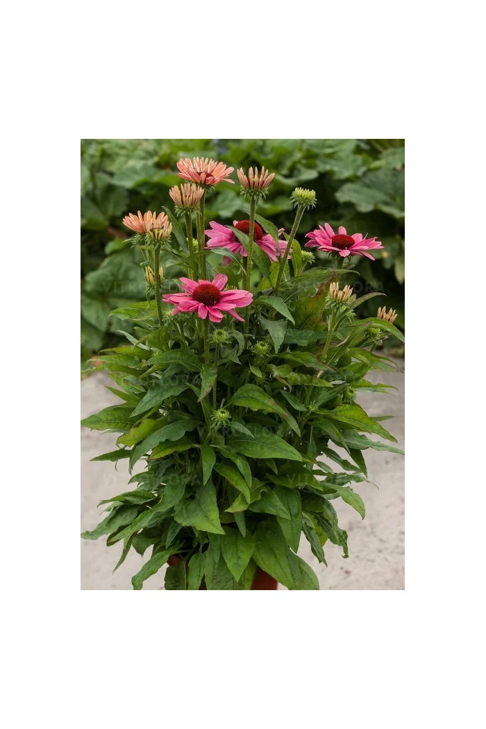 Jeżówka 'Pink Pearl' Echinacea