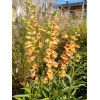 Naparstnica 'Goldcrest' Digitalis