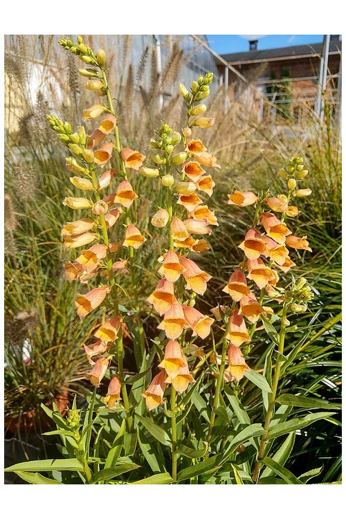 Naparstnica 'Goldcrest' Digitalis