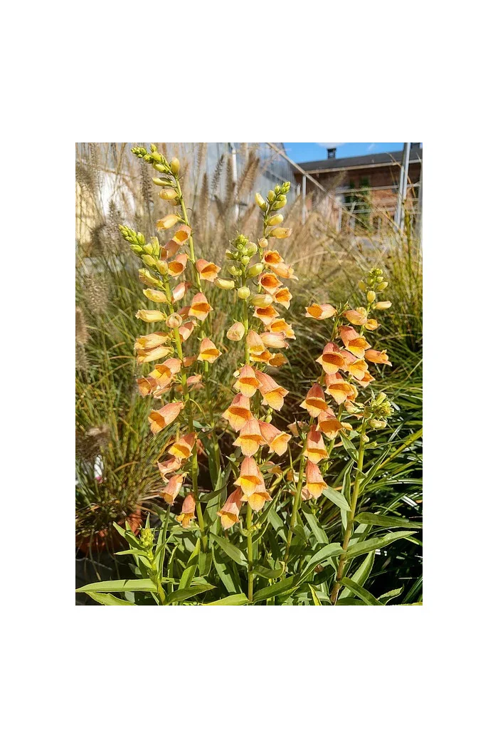 Naparstnica 'Goldcrest' Digitalis