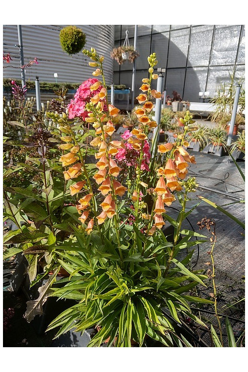 Naparstnica 'Goldcrest' Digitalis