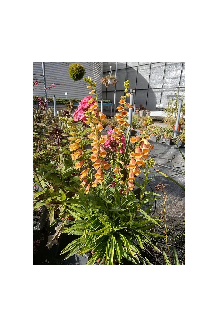 Naparstnica 'Goldcrest' Digitalis