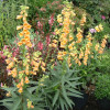 Naparstnica 'Goldcrest' Digitalis
