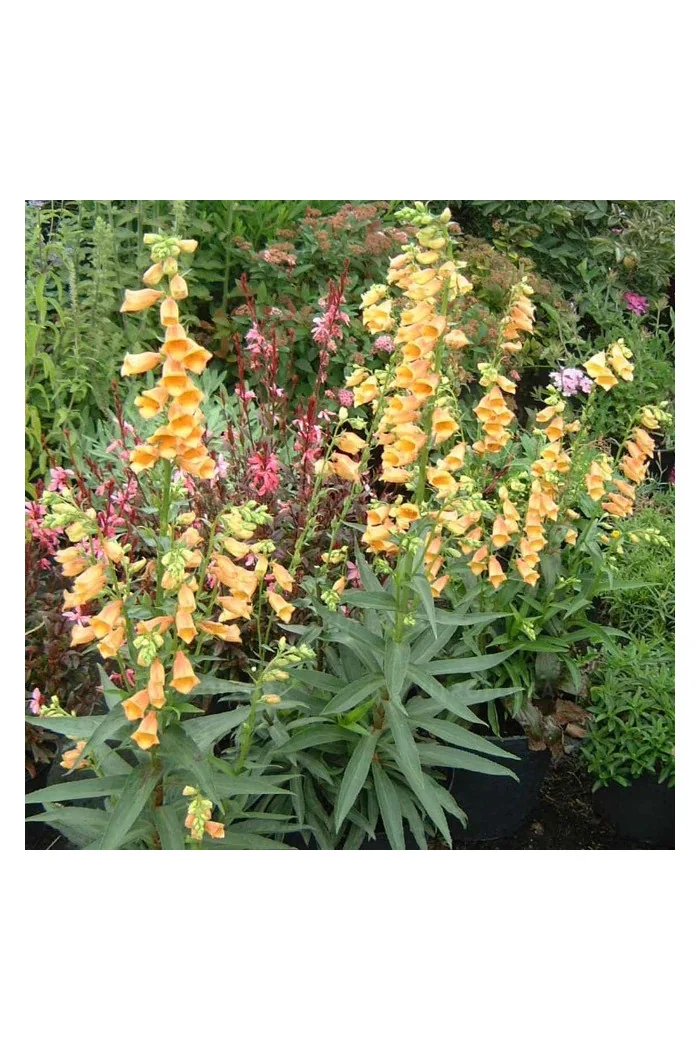Naparstnica 'Goldcrest' Digitalis