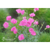 Goździk 'Pretty Becky'| Dianthus