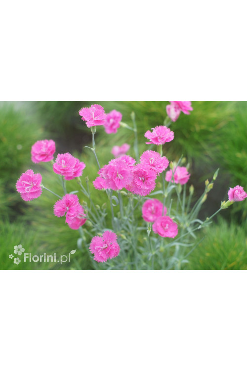 Goździk 'Pretty Becky'| Dianthus