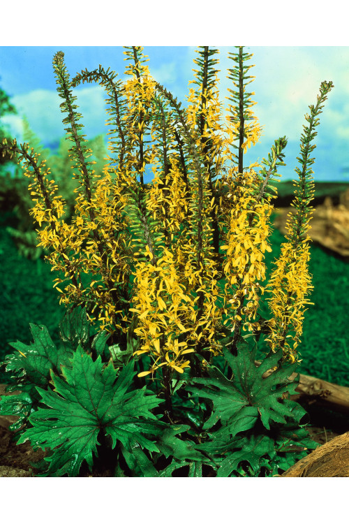 Języczka przewalskiego | Ligularia przewalskii