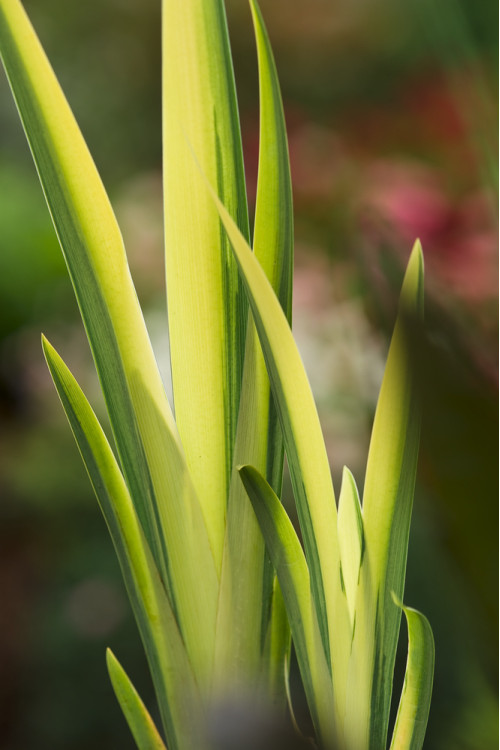 Kosaciec (Irys) żółty 'Variegata' | Iris pseudacorus