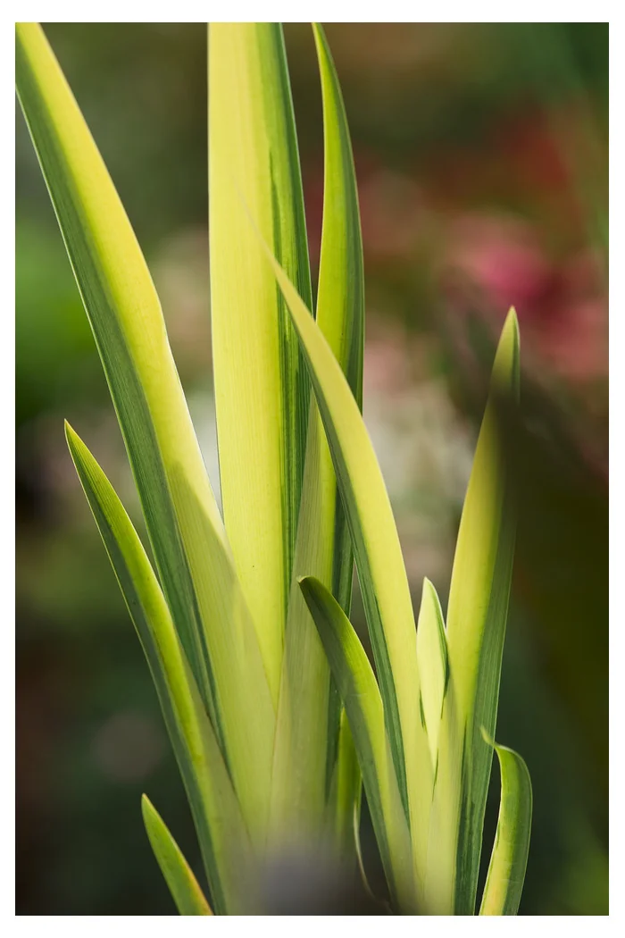 Kosaciec (Irys) żółty 'Variegata' | Iris pseudacorus