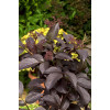 Bez czarny 'Black Beauty' (Gerda) | Sambucus nigra