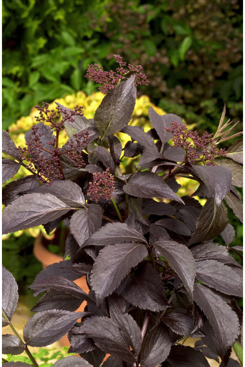 Bez czarny 'Black Beauty' (Gerda) | Sambucus nigra