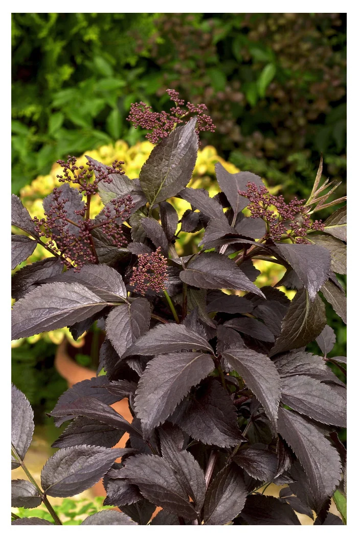 Bez czarny 'Black Beauty' (Gerda) | Sambucus nigra