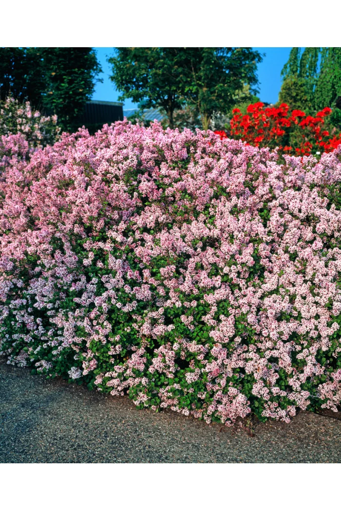 Lilak Meyera 'Palibin' | Syringa meyerii