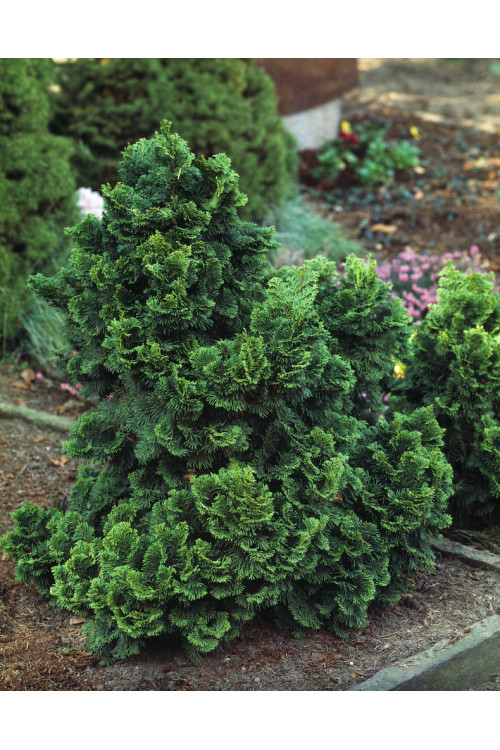 Cyprysik tępołuskowy 'Nana Gracilis' | Chamaecyparis obtusa