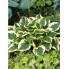 Funkia 'Twilight' | Hosta