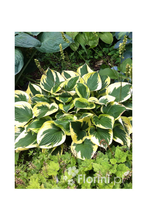Funkia 'Twilight' | Hosta