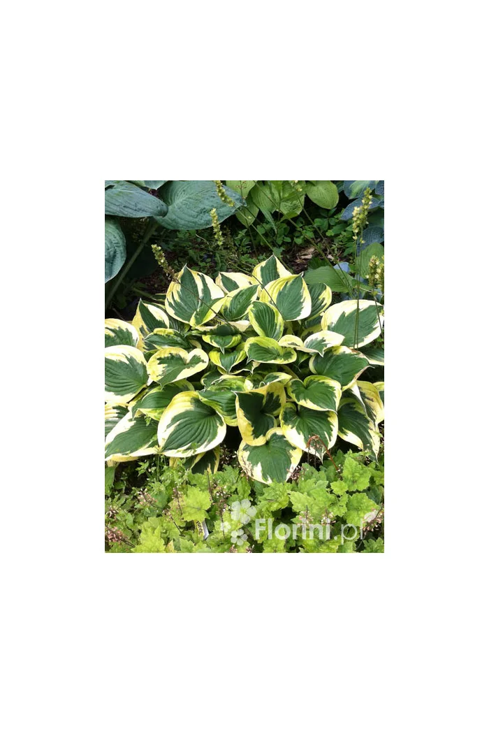 Funkia 'Twilight' | Hosta