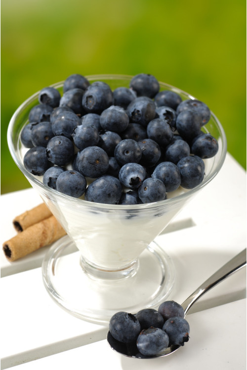 Borówka wysoka (amerykańska) 'Bonus' | Vaccinium corymbosum