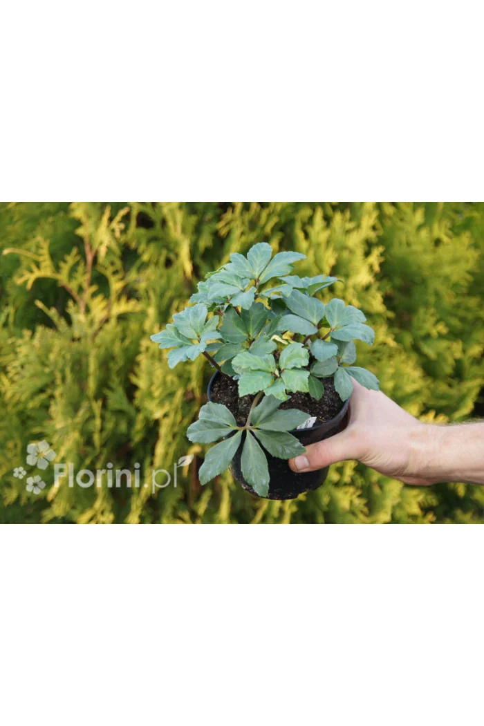 Ciemiernik biały 'Advent Star' | Helleborus niger