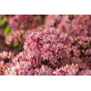 Rozchodnik okazały 'Matrona' | Sedum spectabile