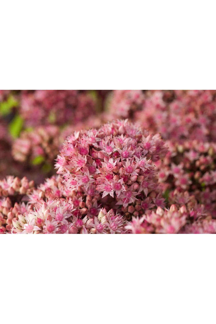 Rozchodnik okazały 'Matrona' | Sedum spectabile