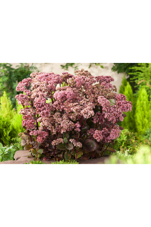 Rozchodnik okazały 'Matrona' | Sedum spectabile