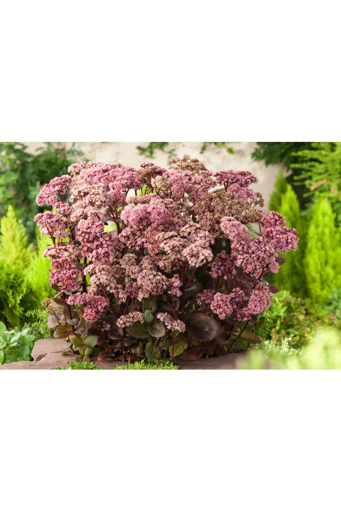 Rozchodnik okazały 'Matrona' | Sedum spectabile