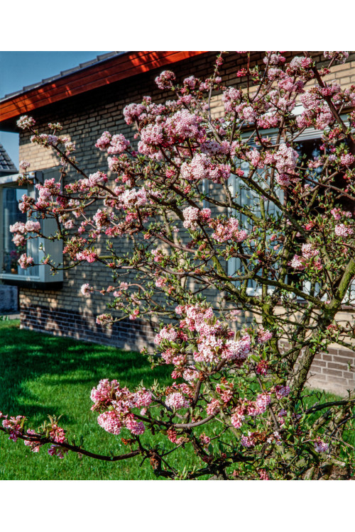 Kalina bodnantska 'Dawn' | Viburnum bodnantense