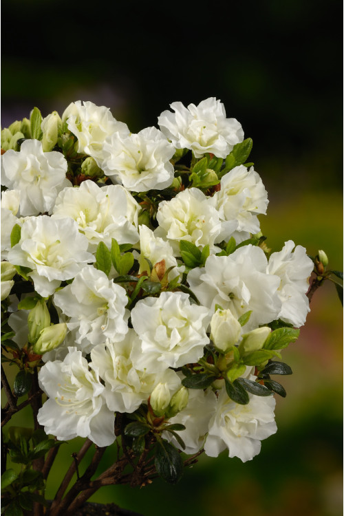 Azalia japońska 'Schneeperle' | Azalea japonica