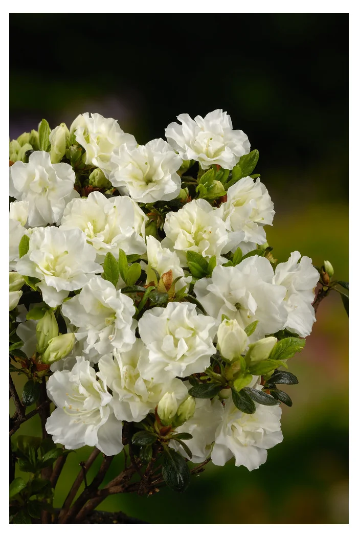 Azalia japońska 'Schneeperle' | Azalea japonica