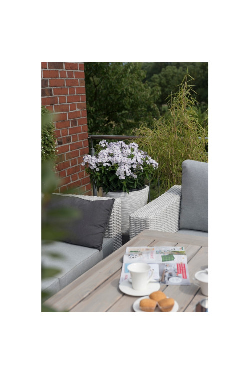 Floks wiechowaty 'Flame Marine' Phlox