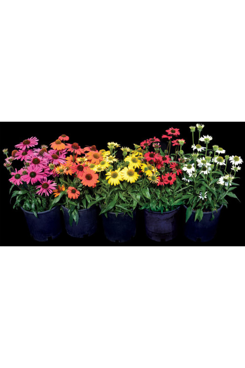 Jeżówka 'Kismet White' Echinacea