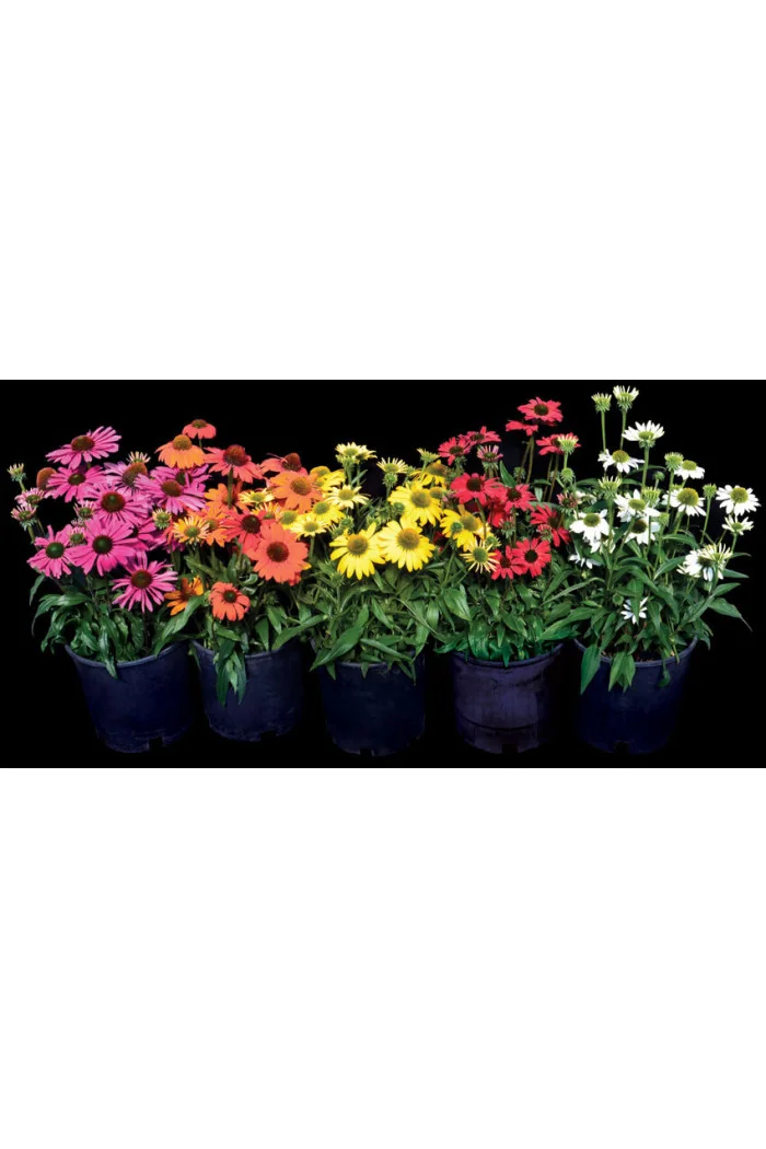 Jeżówka 'Kismet White' Echinacea